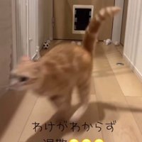 走ってピンから離れていく猫