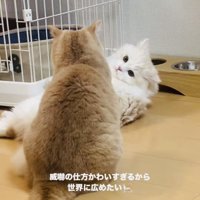 マンチカンを睨むミヌエット