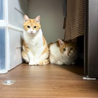 クローゼットの中の2匹