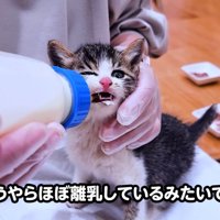 ママにミルクをもらう子猫
