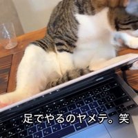 パソコンの横に座っている猫