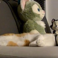 寝そべっている猫
