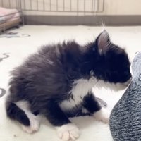 足を匂う黒い子猫