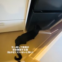 ママさんと新居の安全確認をする黒猫