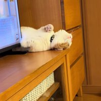 仰向けで天井を見る子猫