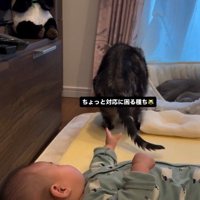 床で寝ている赤ちゃんと座っている猫