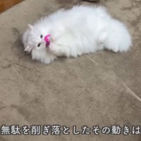 遊ぶ猫