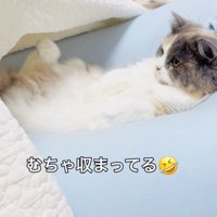 クッションでくつろぐ子猫