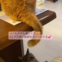 猫のしっぽで遊ぶ猫