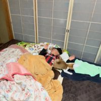 遊んでほしい猫
