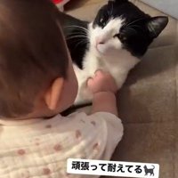 赤ちゃんの顔を見る猫