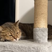 目をほぼ閉じた表情