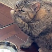 口を手で覆い目を細める猫