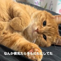横になる猫