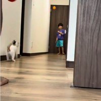 廊下で遊んでいる子どもとそれを見ている子猫