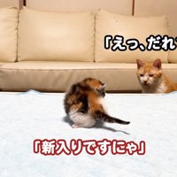 「えっ、だれですか」