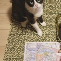 荷物と猫