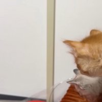 歩いている猫とそれを見ている2匹の子猫