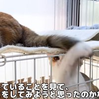 ケージの中の子猫とケージの上に乗っている猫