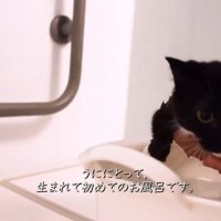 お風呂に入れられる子猫