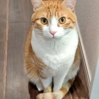 おすわりする成猫