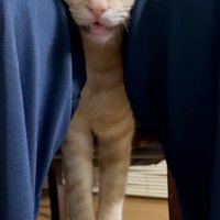 宙に浮く猫2