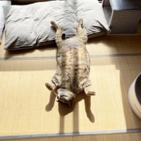 窓際で仰向けになって眠るキジトラ猫