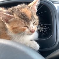 車内で眠そうな子猫