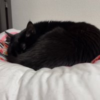 三度寝猫