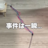 おもちゃの近くでジャンプしている猫の足