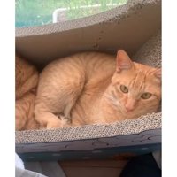 箱の中の猫たち