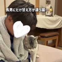 長男くんに擦り寄る保護猫