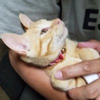 抱っこされ上を見る子猫
