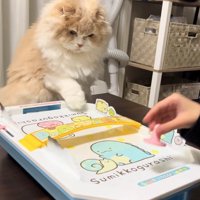 エアホッケーの台を見つめる猫と画面手前に落ちているパック