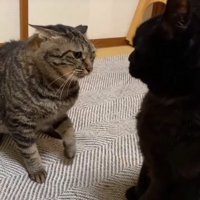 見つめる猫