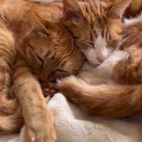 体を寄せ合って眠る2頭の猫