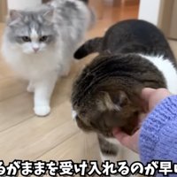 顔をなでられているスコティッシュフォールド