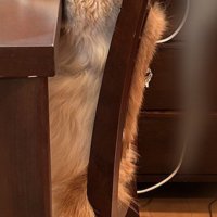 椅子に背中を預けて座る猫の体