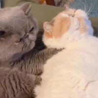 上を向く白茶猫の首を揉む猫