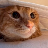 シーツの下から外を眺める茶トラ猫