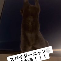 網戸の上まで上る猫