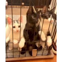 ケージの中にいた子猫たち
