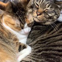 添い寝をしている2匹の猫