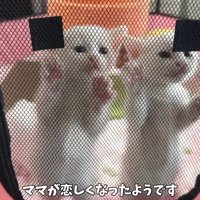 テントの中の子猫たち