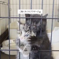 ケージの中から投稿者を見つめる2匹の子猫