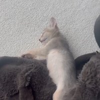 毛布で眠る子猫