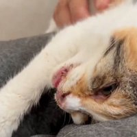人の膝の上で甘える子猫のアップ