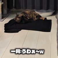 Tシャツの上で毛づくろいするうにちゃん