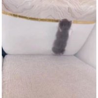 ソファにいる猫