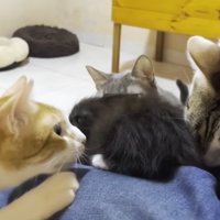 抱いている子猫と子猫を見ようとする猫達